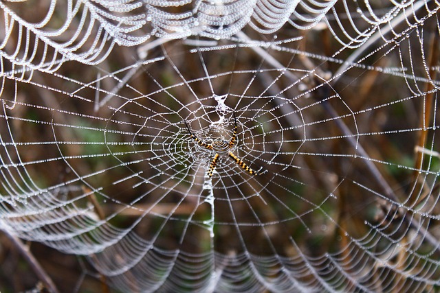 network